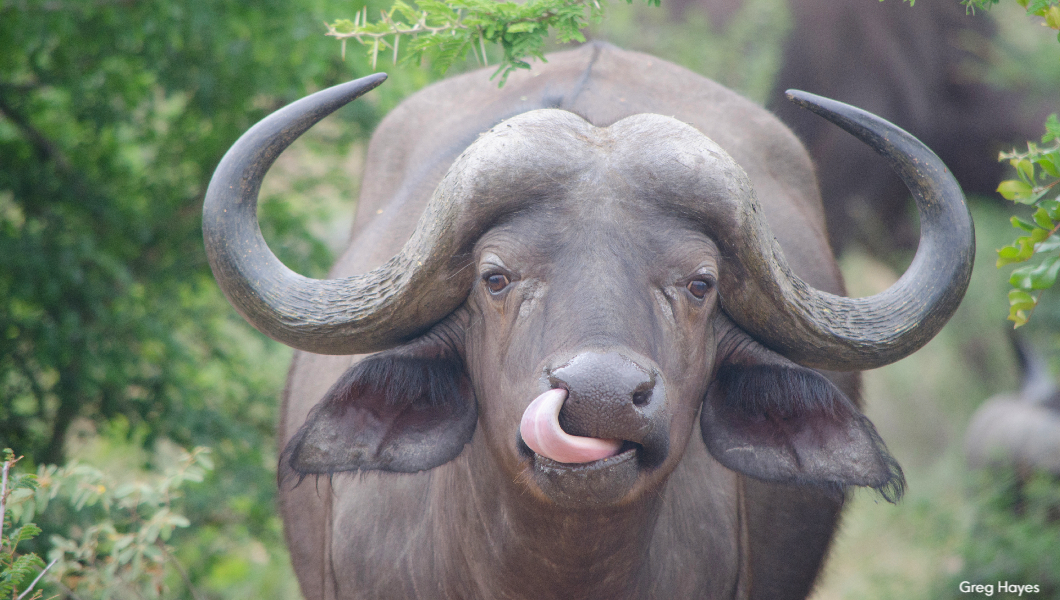 Buffalo tongue